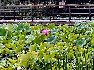 Kunming - Parc Cuihu - 66
